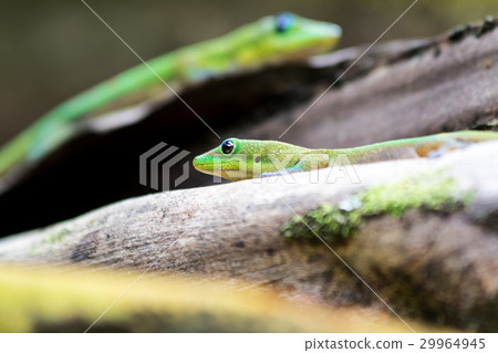 zwei Goldstaub-Taggeckos 29964945
