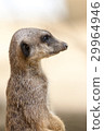 stehendes Erdmaennchen 29964946