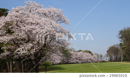 櫻花 櫻花 29965019