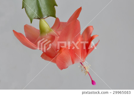 Beautiful pink Schlumbergera truncata flower 29965083
