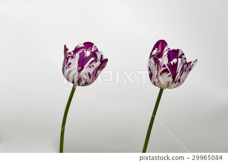 Beautiful stripped violet white tulipscloseup 29965084