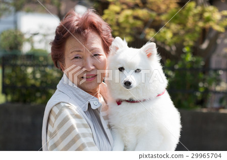 Dog pet and senior women 29965704