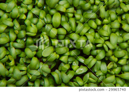 close up on fresh cuckooflower, top view 29965740