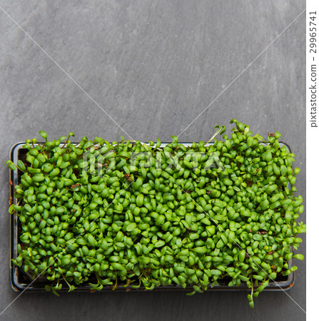 close up on fresh cuckooflower, top view 29965741