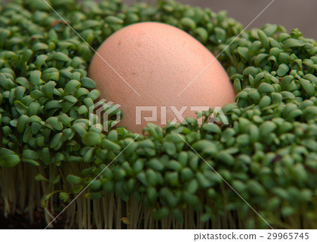 close up on egg in the cress on dark background 29965745