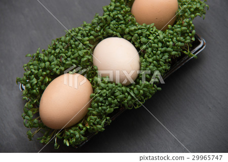 close up on egg in the cress on dark background 29965747