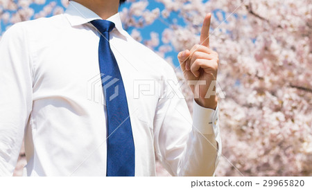 Businessman and cherry blossoms, Spring image Businessman and cherry blossoms, Spring image 29965820