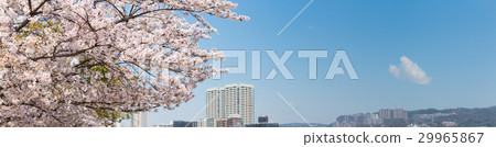 櫻花,春天的形象 櫻花,春天的形象 29965867