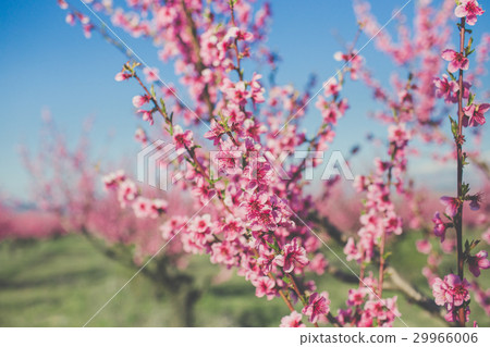 Garden of pink peach flowers 29966006
