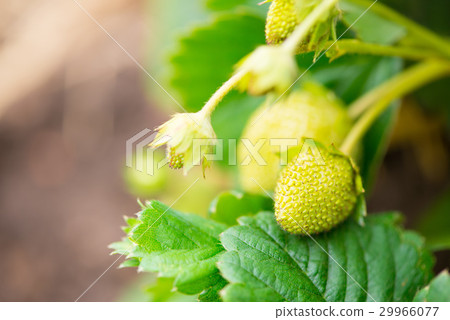 未成熟的草莓 29966077