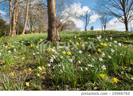 Trumpet Daffodils Group UK Trumpet Daffodils Group UK 29966768