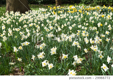 Trumpet Daffodils Group UK Trumpet Daffodils Group UK 29966772