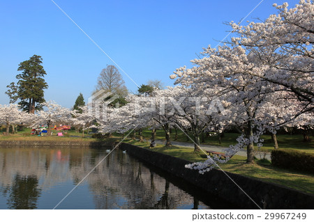 鶴岡公園護城河 鶴岡公園護城河 29967249