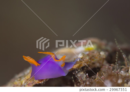 Murasaki lantern Murasaki lantern 29967351