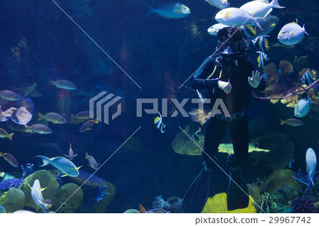 Scuba divers in water Scuba divers in water 29967742