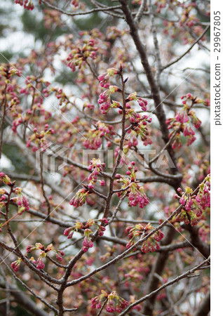 Yokohama's bud 29967805