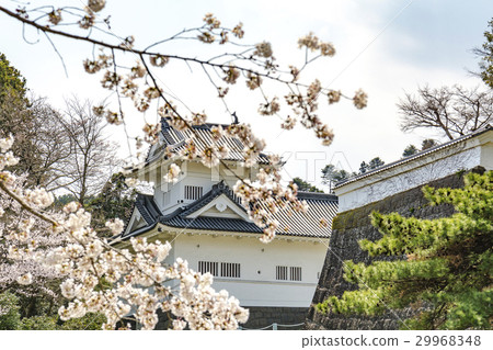 櫻花和仙台城堡（角橢圓形） 29968348