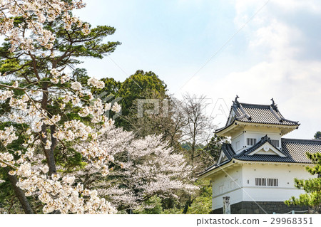 櫻花和仙台城堡（角橢圓形） 29968351