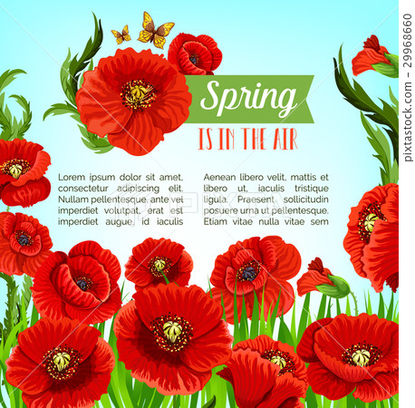 Vector greeting poster of spring poppy flowers 29968660