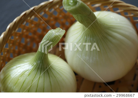 Onion 29968667