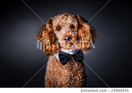 portrait of little poodle portrait of little poodle 29968856
