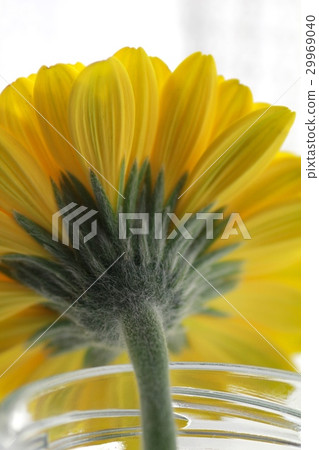 Back of a yellow gerbera flower Yellow flower 29969040