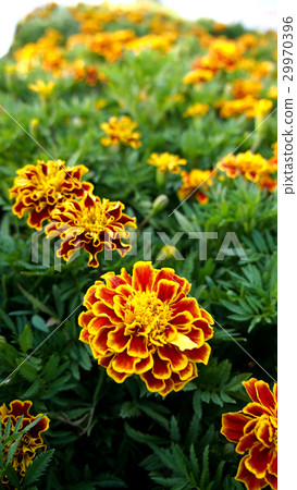 Yellow Red Calendula Flowers Blooming Yellow Red Calendula Flowers Blooming 29970396