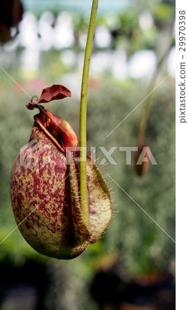 The Red Monkey Cups Hanging 29970398