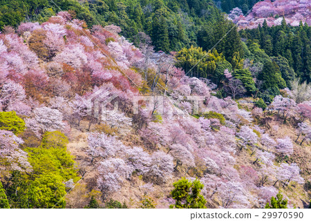 Yoshino mountain cherry tree 29970590