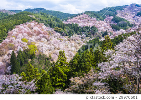 Yoshino mountain cherry tree 29970601