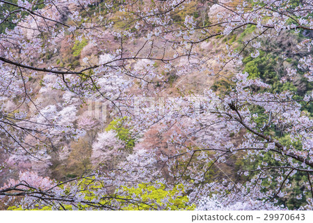 Yoshino mountain cherry tree 29970643