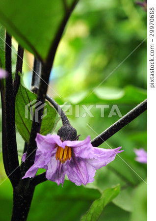 茄子花 29970688