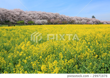 櫻花和油菜花盛開在寺廟裡 櫻花和油菜花盛開在寺廟裡 29971878