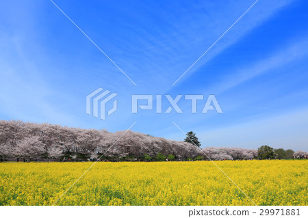Cherry blossoms and rape blossoms in full bloom in the temple Cherry blossoms and rape blossoms in full bloom in the temple 29971881