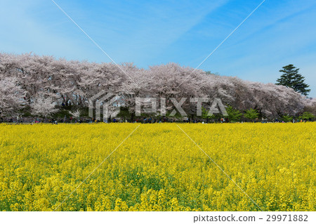 櫻花和油菜花盛開在寺廟裡 櫻花和油菜花盛開在寺廟裡 29971882