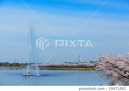 Godendo large fountain and cherry blossoms in full bloom Godendo large fountain and cherry blossoms in full bloom 29971891