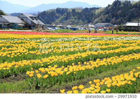 Hatagiri瀑布鬱金香Festa 29971910