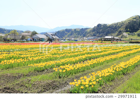Hatagiri瀑布鬱金香Festa 29971911