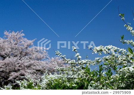 Kogome花卉和櫻桃 29975909