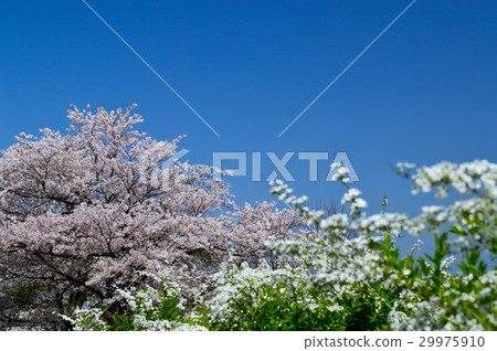 Kogome花卉和櫻桃 29975910