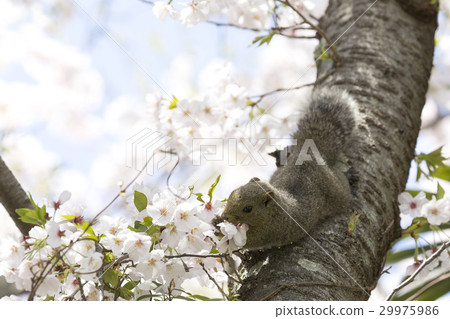 台灣松鼠 29975986