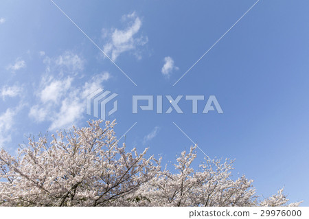 櫻花 29976000