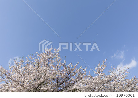 櫻花 29976001
