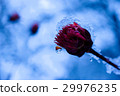 鮮花和雪 29976235