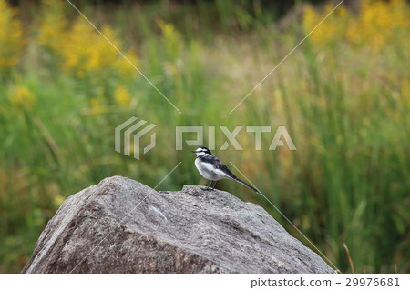 White wagtail (white wagtail) Part 1. White wagtail 29976681