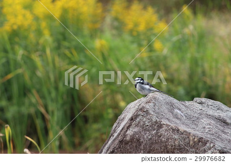 Hakushinki Lei (White Hakka) Part 2. White wagtail Hakushinki Lei (White Hakka) Part 2. White wagtail 29976682