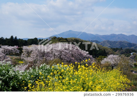 厚木廣町公園的櫻花 厚木廣町公園的櫻花 29976936