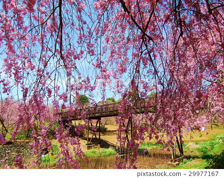 Hill of Hokkaido Fudoko The weeping cherry blossoms in full bloom 29977167