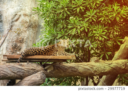 leopard resting on a wood leopard resting on a wood 29977719
