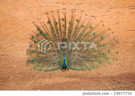 peacock showing its feathers peacock showing its feathers 29977750